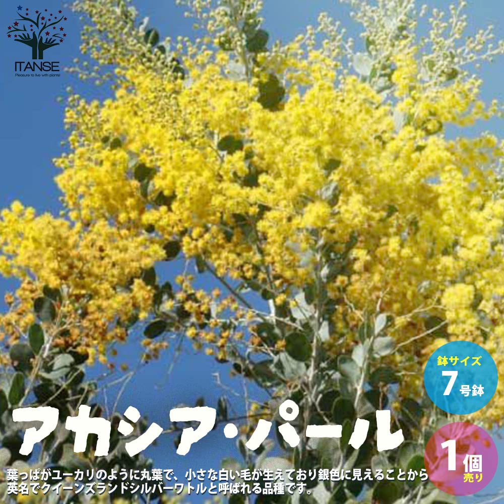 Amazon.co.jp: ITANSE アカシア・パール 7号 1個売り【品種で